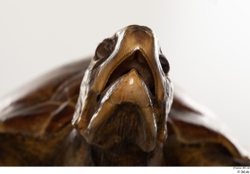 Mouth Turtles Animal photo references